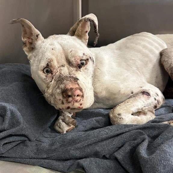 🌈 I’m beyond heartbroken to announce that this poor innocent, abused & neglected dog later named LOVE was “humanely euthanised due to medical” 💔😭 I don’t know if we could have saved her, but SHE DESERVED SO MUCH MORE🤬🤮 May she fly above all this pain & cruelty❤️🙏🏼 #A674349