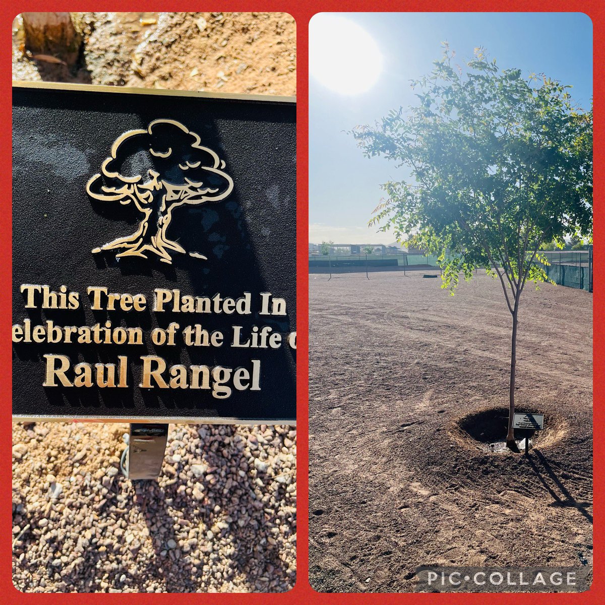 The tree is growing strong 💪 in your name Coacher! We miss you everyday. We have gotten Lil Raul through MS coach. He’s growing up to be a fine young man. Your presence is still felt. <a href="/EMMScoachbarr/">A. Barrios</a> <a href="/Vanessa78432232/">Vanessa Rangel</a>