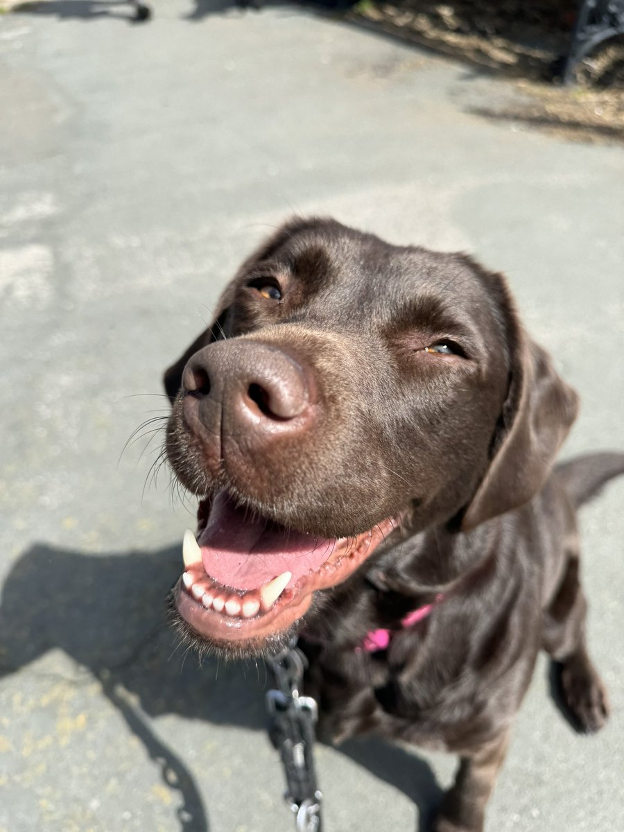 Do dogs make you happy? #MentaHealthAwarenessWeek Is upon us and it’s important to spend time doing what makes us happy! Spending time with a dog can help: Lower stress ✅ Reduce cortisol levels ✅ Provide oxytocin ❤️ ✅ Give us a dopamine boost! ✅ Open up a conversation ✅