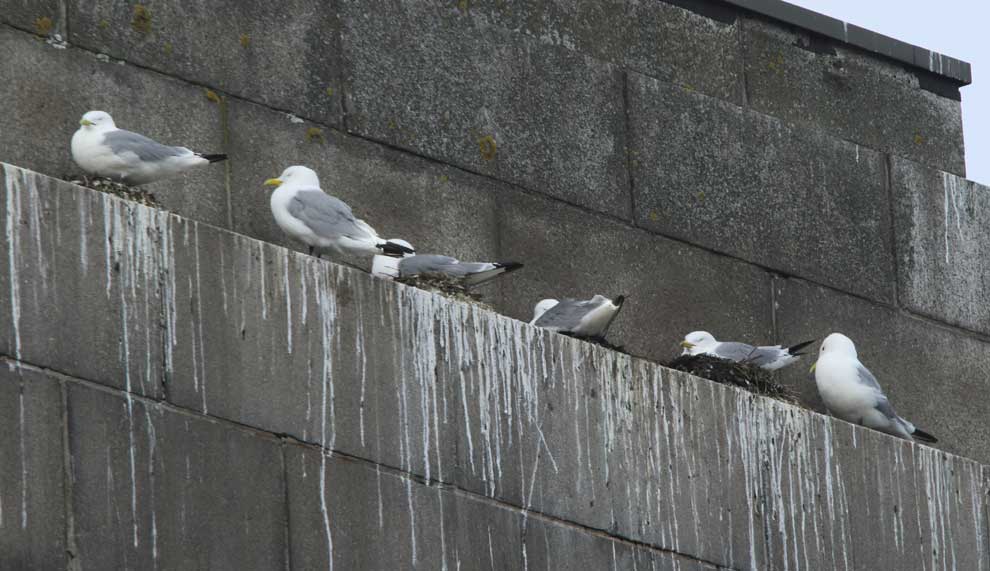 Tuesday, 7 May 2024. Nest building and refreshment well underway at the Tyne Bridge today (photo). Almost 1,000 kittiwakes present at the bridge (Newcastle-Gateshead). Also attended meeting with bridge engineers, ecologists, etc. Collected a deceased adult for HPAI testing.
