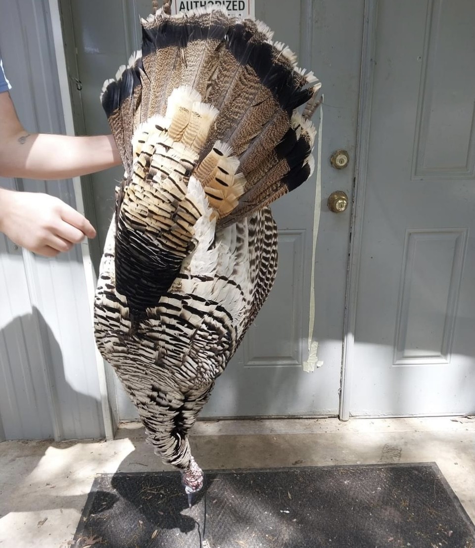 Have you ever seen or shot a smoked phase turkey? - Shared by Harkey's Taxidermy & Wild Game 

#ITSINOURBLOOD #hunting #outdoors #wildturkey #colorphase #turkeyhunting #turkeyseason #smokephase