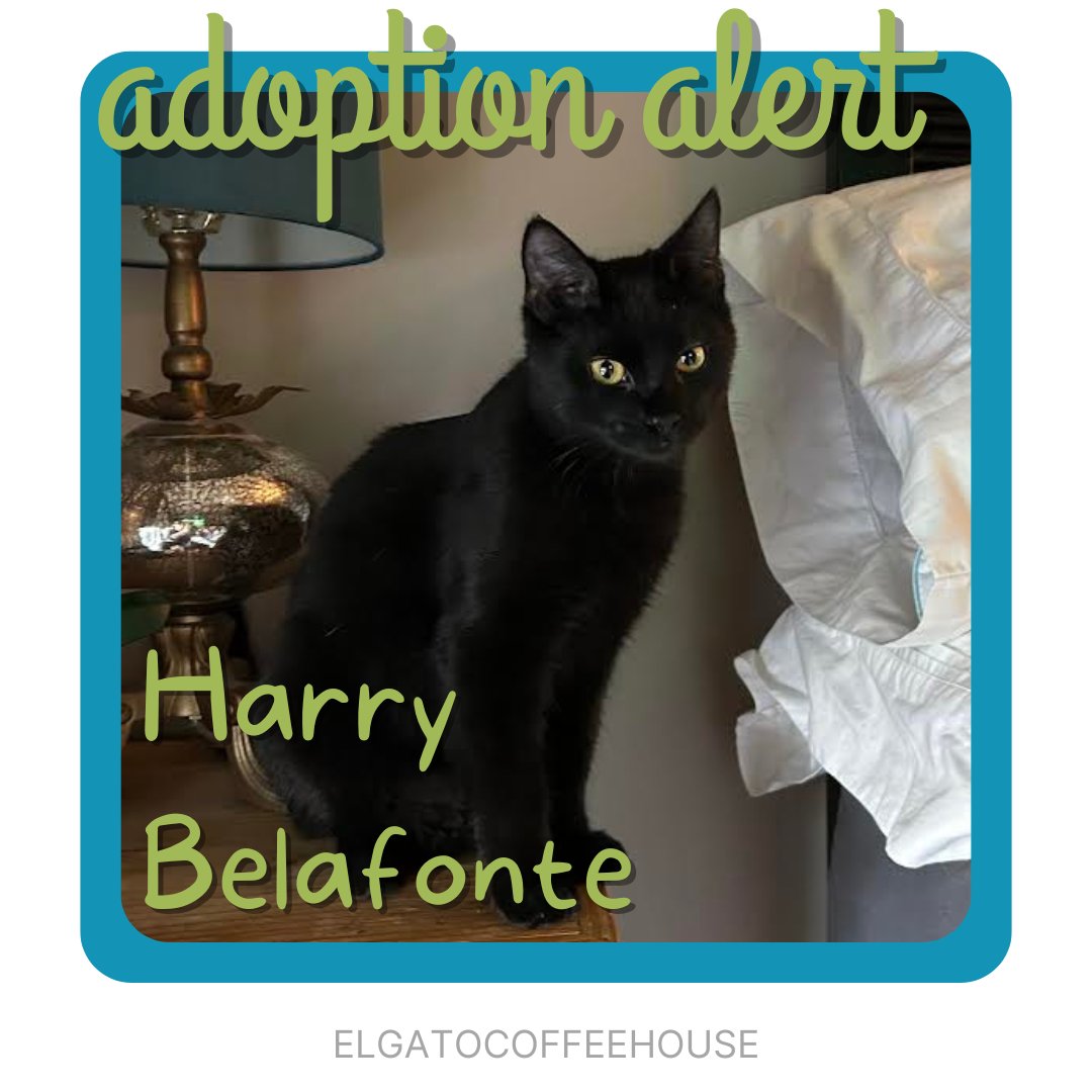 We’ve got ameowzing news for you😸🐾 Our resident vocalist, Harry, has found his furrever home😻 He’s having the most pawsome time with his new family❤️ Adoption  803!

#elgatocoffeehouse #catcafe #adoptdontshop #blackcatsrule #meow #houstoncatcafe #houstontx #rescuecats