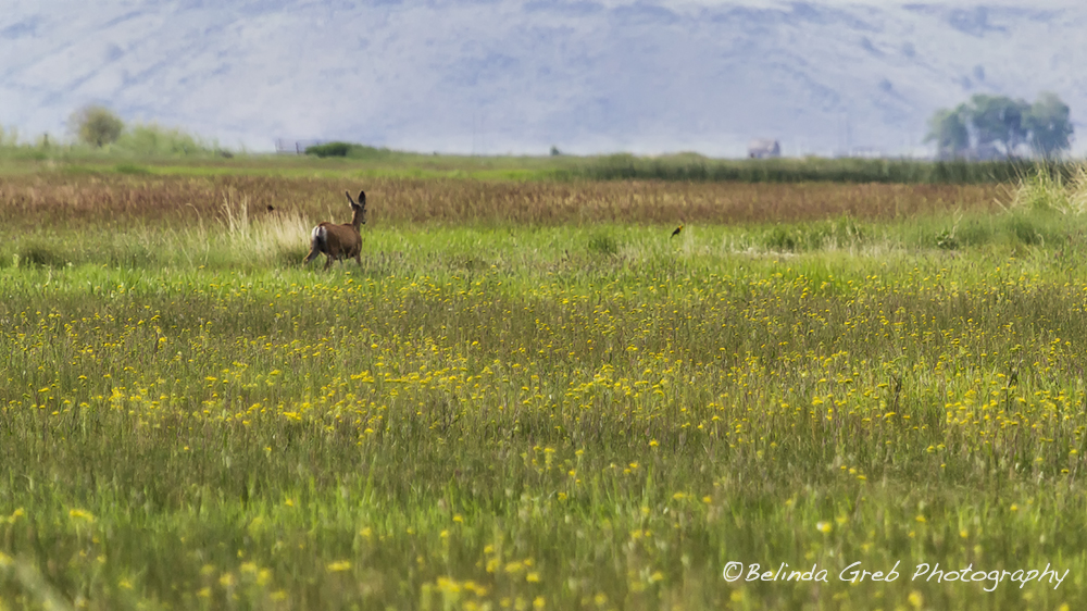Spied this deer running across the field while I was photographing birds-what a delight. belinda-greb.pixels.com/featured/sprin… #photography