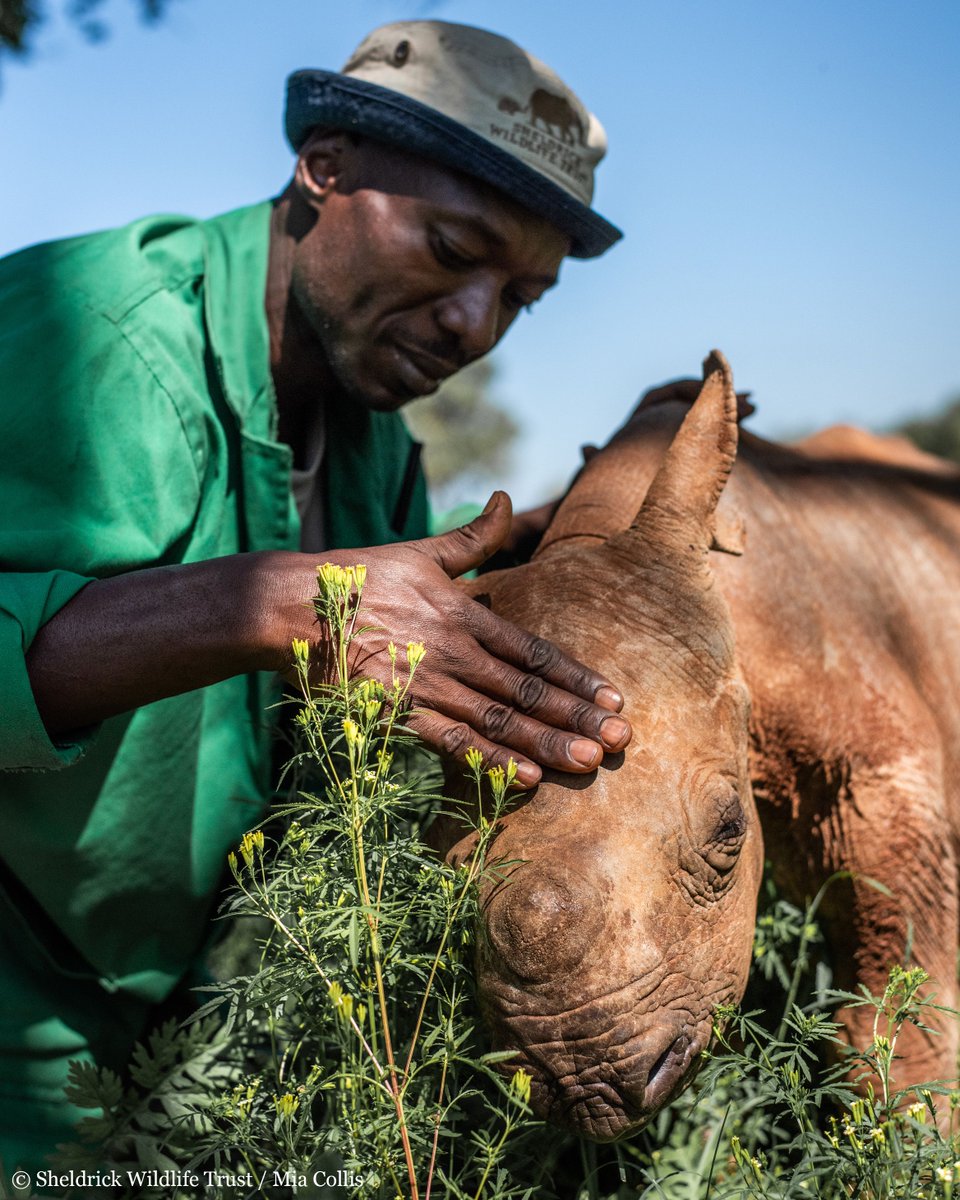 As Keeper Peter puts it…“They are my babies. I love them & they love me”. As surrogate mothers to the orphans, our Keepers endure long nights & fraught early days raising the orphans. This #MothersDay, here are some of our favourite photos that celebrate this maternal bond.