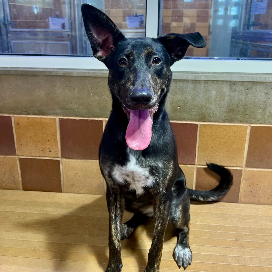 Meet Sara! (#LA4246) Sara is an one-year-old Hound mix. She’s a gorgeous girl who is very playful and friendly with a lot of love to give. Bring your whole family, including any canine siblings, to our Port Washington, NY, adoption center to take Sara home! #GetYourRescueOn