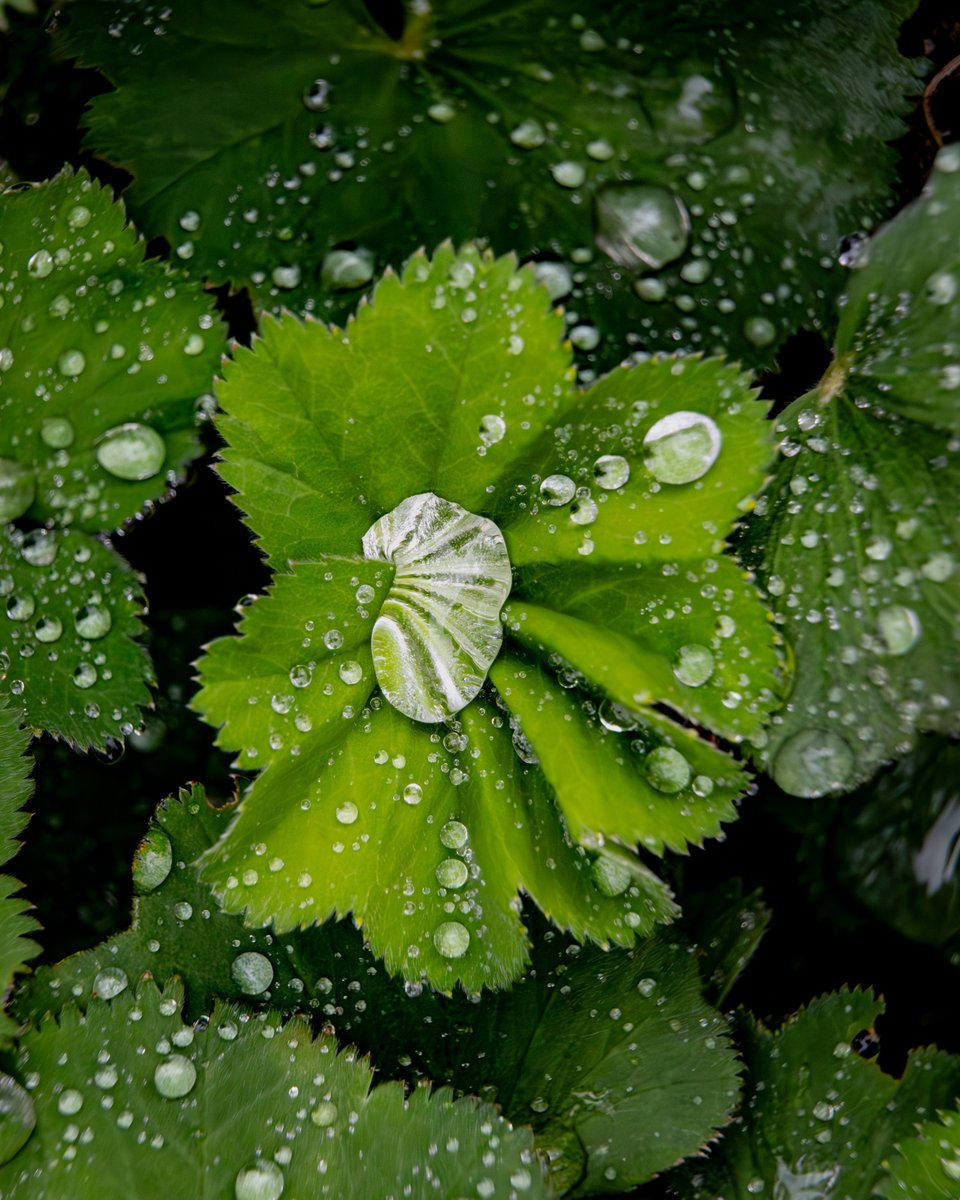 Lady’s mantle upclose
#photography, #366photodgraphy2024, #potd2024, #photoaday, #everydayphotographer, #photooftheday, #pad2024-133, #raindrops, #macro, #upclose, #waterdrops, #green, #plants, #ladysmantle