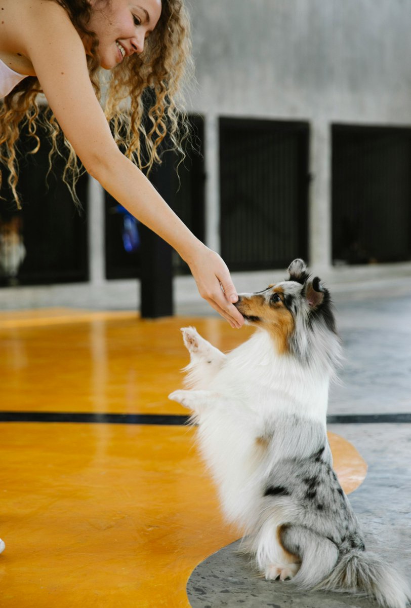 🐾🌟Unlock the secret to a wag-tastic life for your furry friend! 🌟🐾

 Serve up balanced, high-quality meals tailored to their needs. Consult your vet for personalized recommendations. 🐶❤️

 #HealthyHounds #HappyTails #NutritionIsKey #grandopening #justopened #dogs #dog #toys