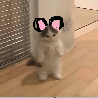 catears_sol's tweet photo. A hat? Pfff, A bag? Not it. Cats remain superior, own #CATEARS and be satisfied.
Infinite possibilities. https://t.co/ajvabIPnTO