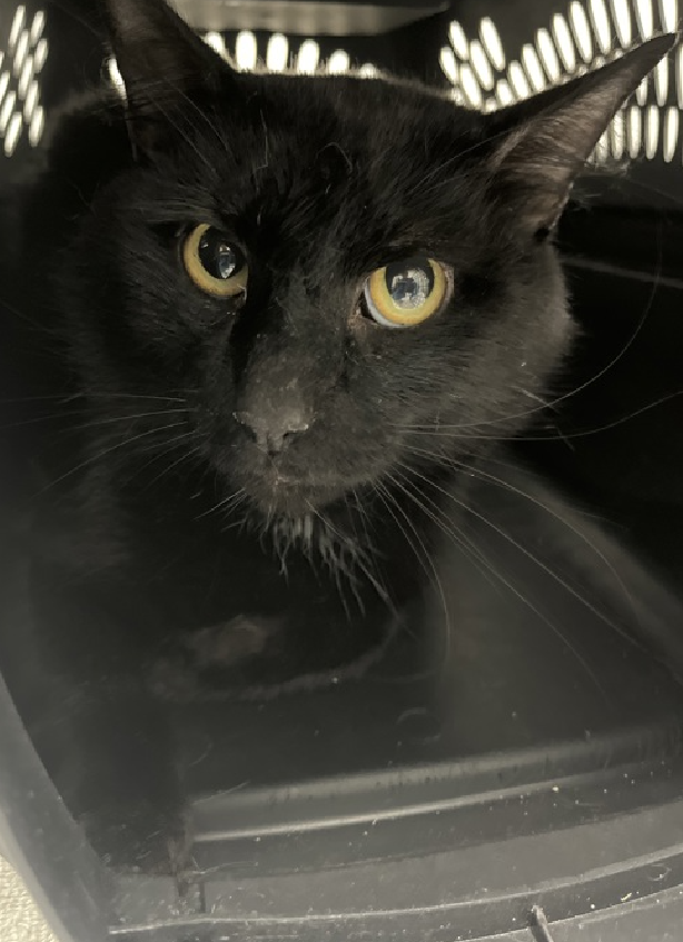 🆘🆘 BREEZY, 2 YO, MALE – IN BROOKLYN ACC 🆘🆘 - came into the shelter as an aco - owner surrender on 3/7/2024, with the surrender reason stated as not a fit - too many animals already. 😿 😿 😿 😿 BREEZY is an adult cat that may not have had many interactions with humans from