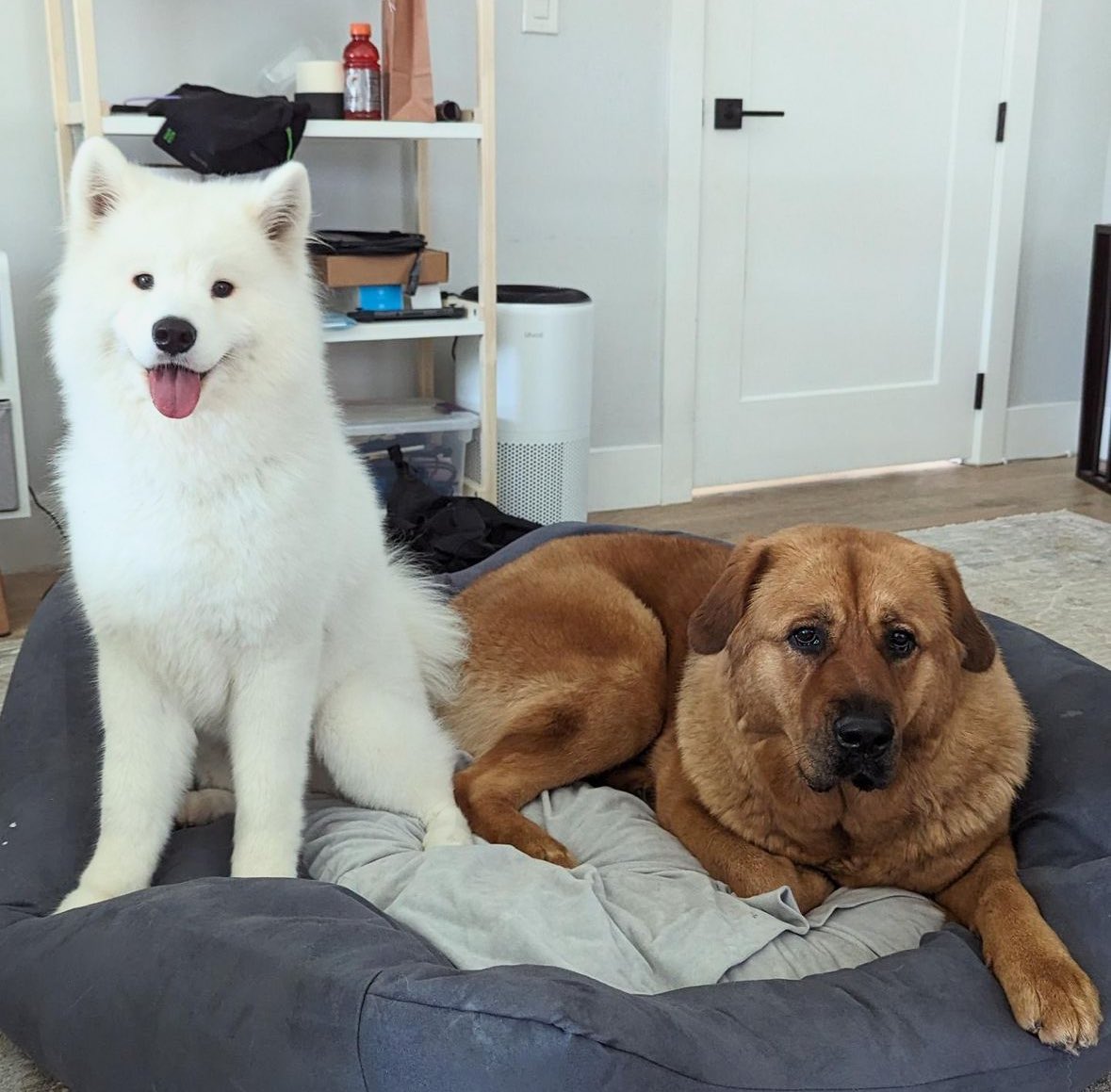 [051224 @/y00000gurt IG POST]

sitting a friend (ignore the mess in the background) #/samoyed