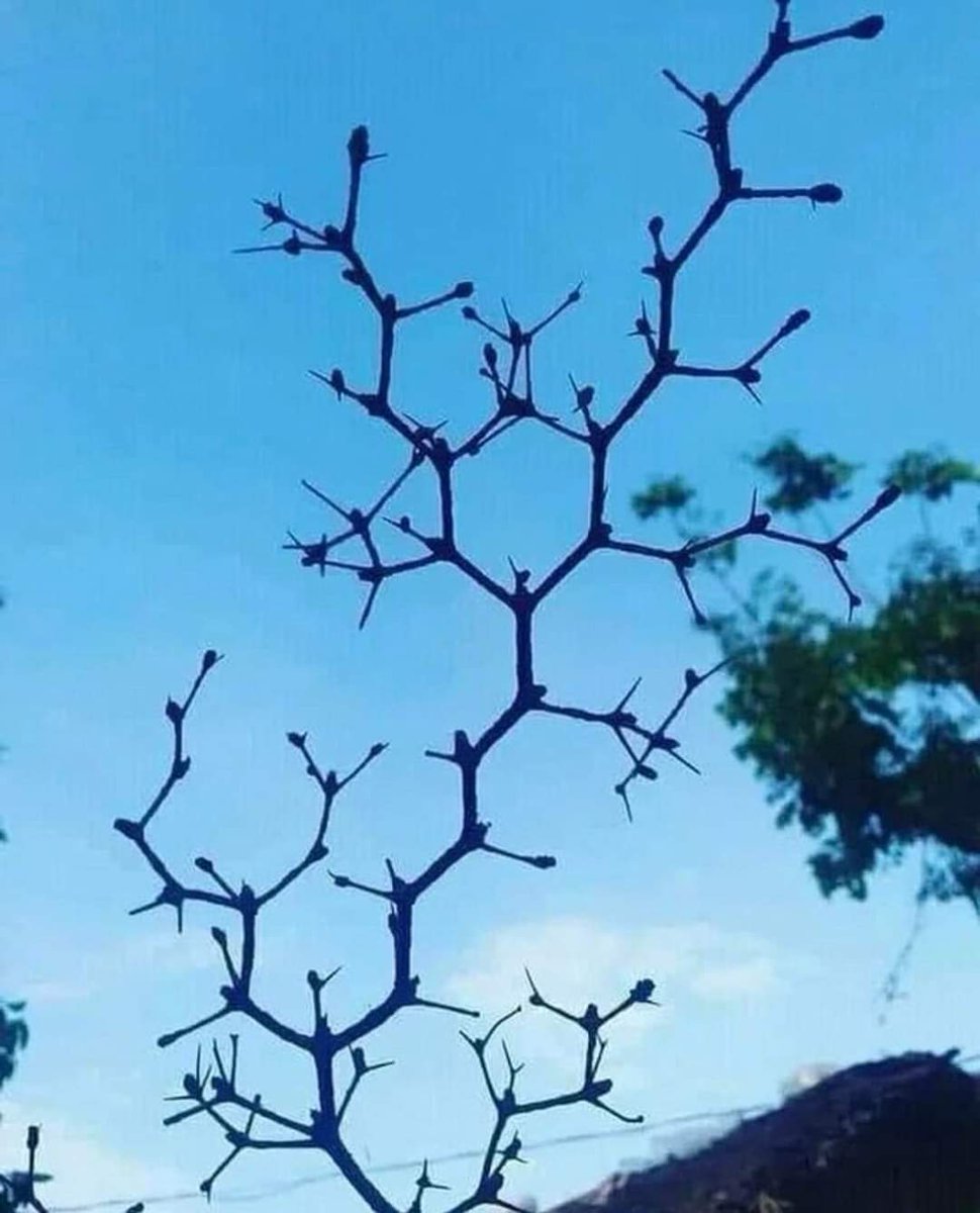 Oh look..... Chemist-tree in action 🤓🤓🤓🤓🤓🤓🤓🤓🤓