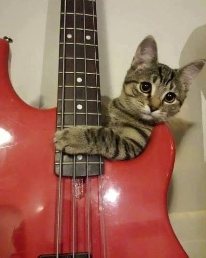 DontShowYourCat's tweet photo. which song are you requesting? https://t.co/HXj6i2ySYq