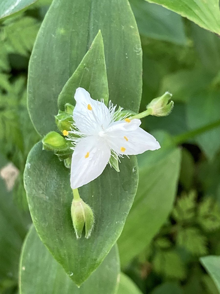 おはようございます♪
大阪市☂️

今日は気温も上がらず、少し肌寒い１日になりそうですね
寒暖差にお気をつけて下さい😊
📷はトキワツユクサ
三角形の花びら三枚が特徴です

炭きった一日を〜🔥

#企業公式が毎朝地元の天気を言い合う
#企業公式相互フォロー
#トキワツユクサ