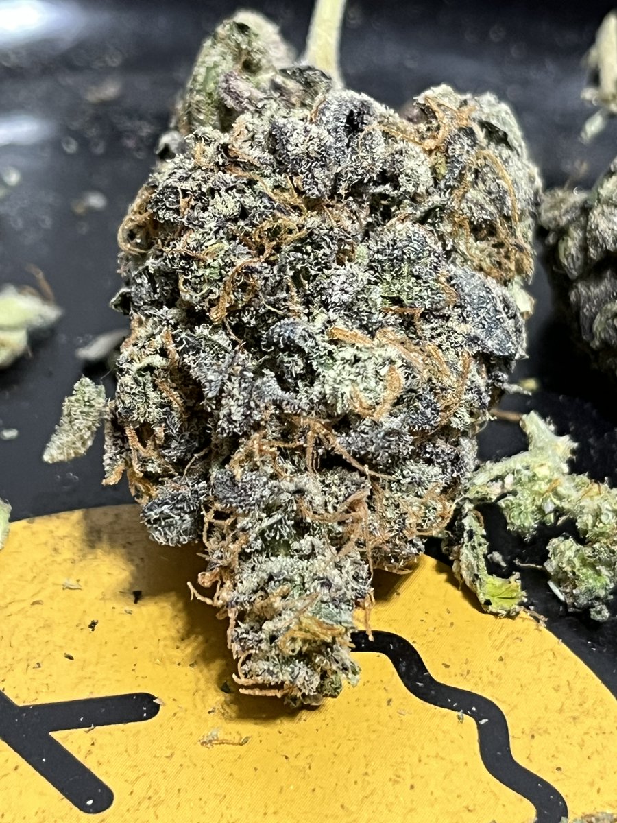 BitcoinGrower's tweet photo. Can’t believe within one year this is what I’m growing and this was illegal. I’m so glad times of changed.This is incredible. First thing they prescribed me was the highest level of narcotics. NOPE #not4me #CannabisCommunity #CannaLand #Growmies thanks for all the help you guys!! https://t.co/Qlpzsrc40P