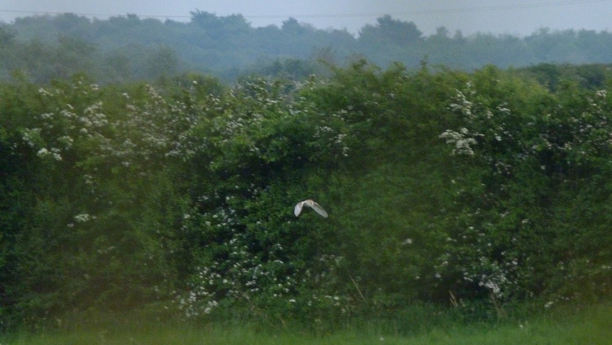 I love #photography but have never been successful with wildlife apart from the odd Newt in my pond, so I was particular pleased with this lucky shot taken through a hedge on the opposite side of the field very close to my studio. #BarnOwl #Hawthorn #Hedgerows
