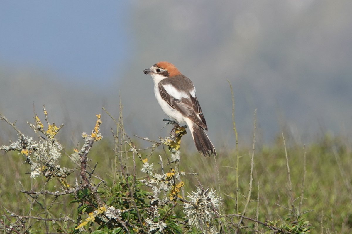 Woodchat Shrike is more or less annual on Lizard in spring. This female at Mullion on Lizard early this morning is the second of the year after one that I didnt catch up with a couple of weeks ago. @CBWPS1