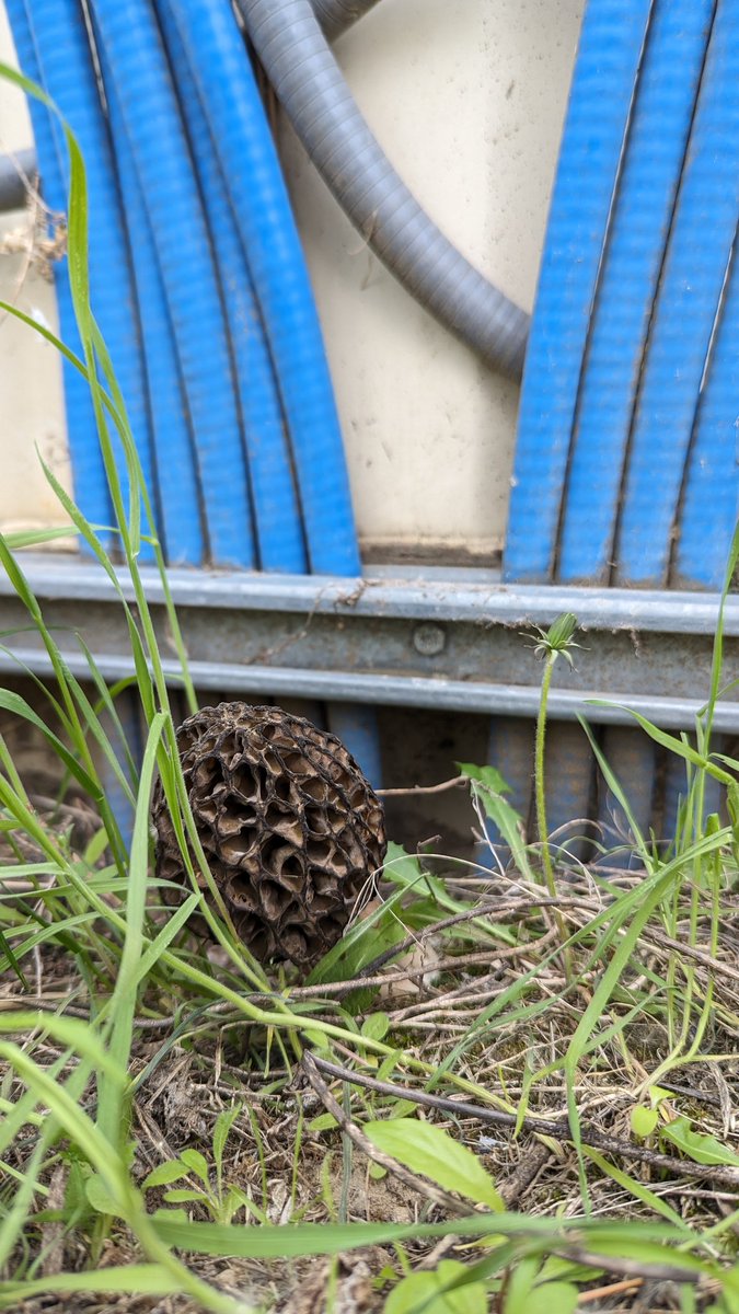 Morels letting us know we're not the only ones with a network on this farm...