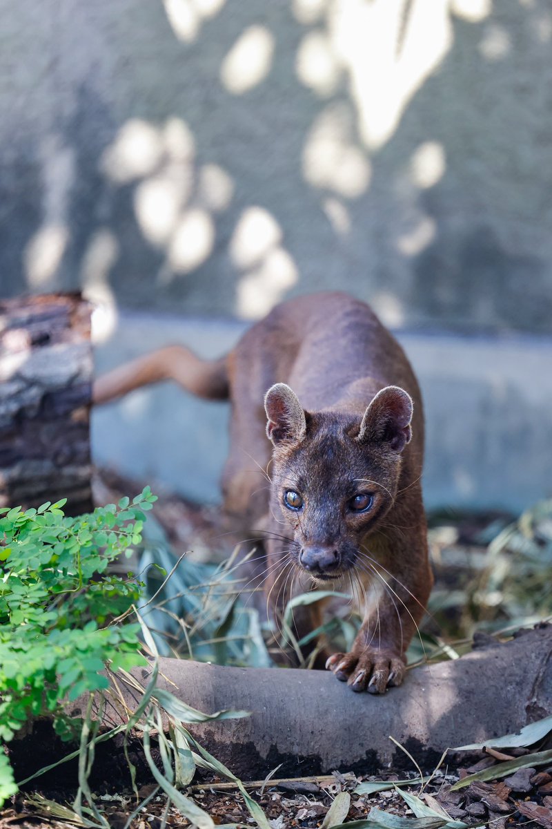 AKINORRIRSHIXIA's tweet image. 2021.08.01 SUN ☀️
アイアイのすむ森
⁡
屋外を散歩中のベザ🐕🐾
⁡
英名：#Fossa
和名：#フォッサ
学名：#Cryptoprocta_ferox_Bennett
名前：#Beza #ベザ
場所：#Ueno_Zoological_Gardens
　　　#上野動物園