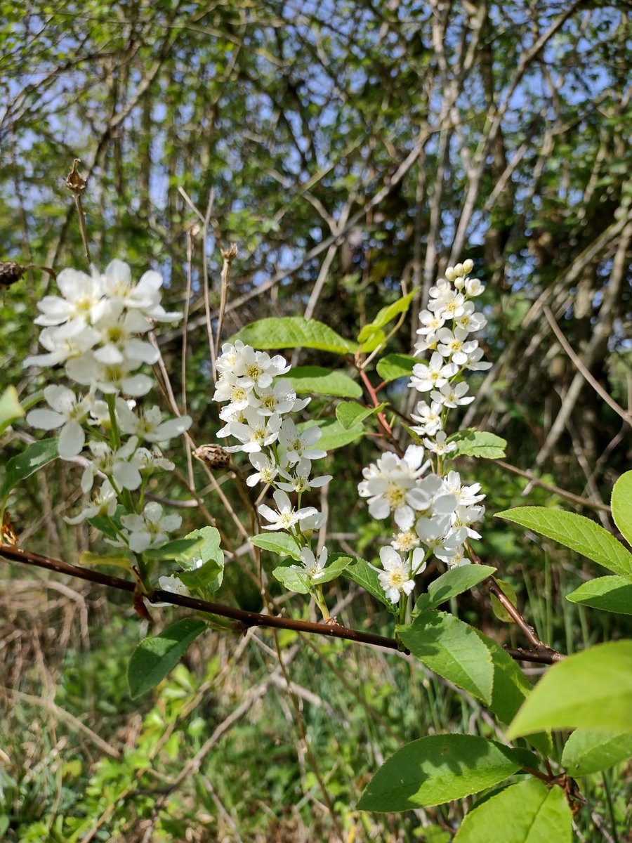 Bird Cherry. Lovely to see proper wild specimens on the @NorthYorkMoors rather than urban street trees

#WildflowerHour