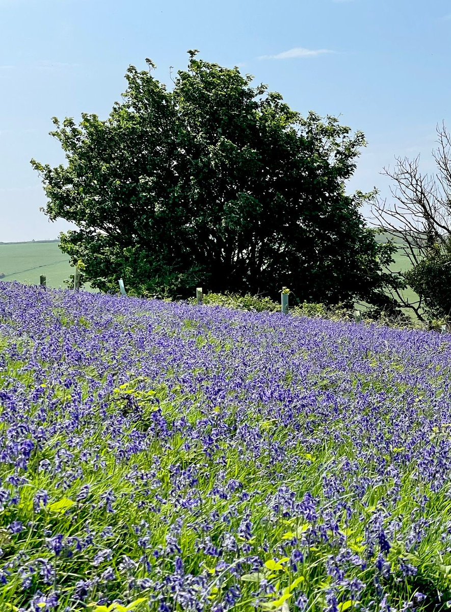 I love this little area on the farm, it’s quite high up so the views are lovely but the carpet of bluebells are just stunning. It’s surrounded by bird song and insects buzzing round #wildflowers #NatureFriendlyFarming #farming #isleofman