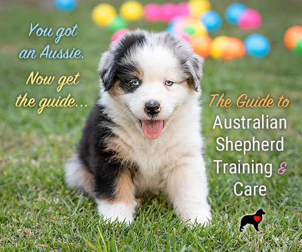 The GUIDE TO AUSSIE TRAINING AND CARE Ebook! 🐾💖🎓
🔶 Created by Aussie Lovers, for Aussie Lovers...
🔶 OVER 40% OFF—GET YOUR COPY TODAY!!
🔶 Enter 'ASL40' at Checkout 👍
australian-shepherd-lovers.com/asl-ebook-tw

#australianshepherd #aussie #dogtraining #puppytraining #aussielovers