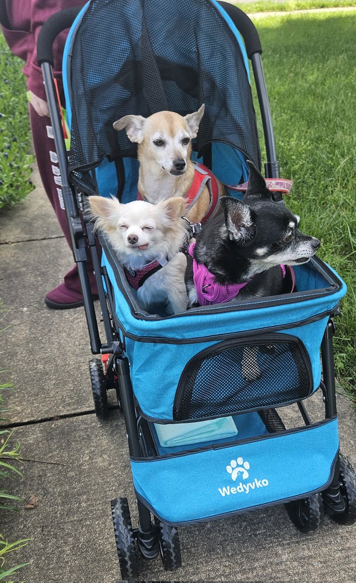 I think the stroller is a success! #dogsoftwitter