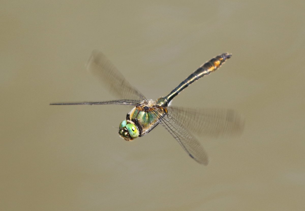 I was chasing Dragonflies today and spent nearly an hour trying to get a shot of this beautiful Downy Emerald which was whizzing around the pond! I finally managed this shot as it zoomed past me!! Enjoy! @Natures_Voice @NatureUK @KentWildlife @Britnatureguide @BDSdragonflies