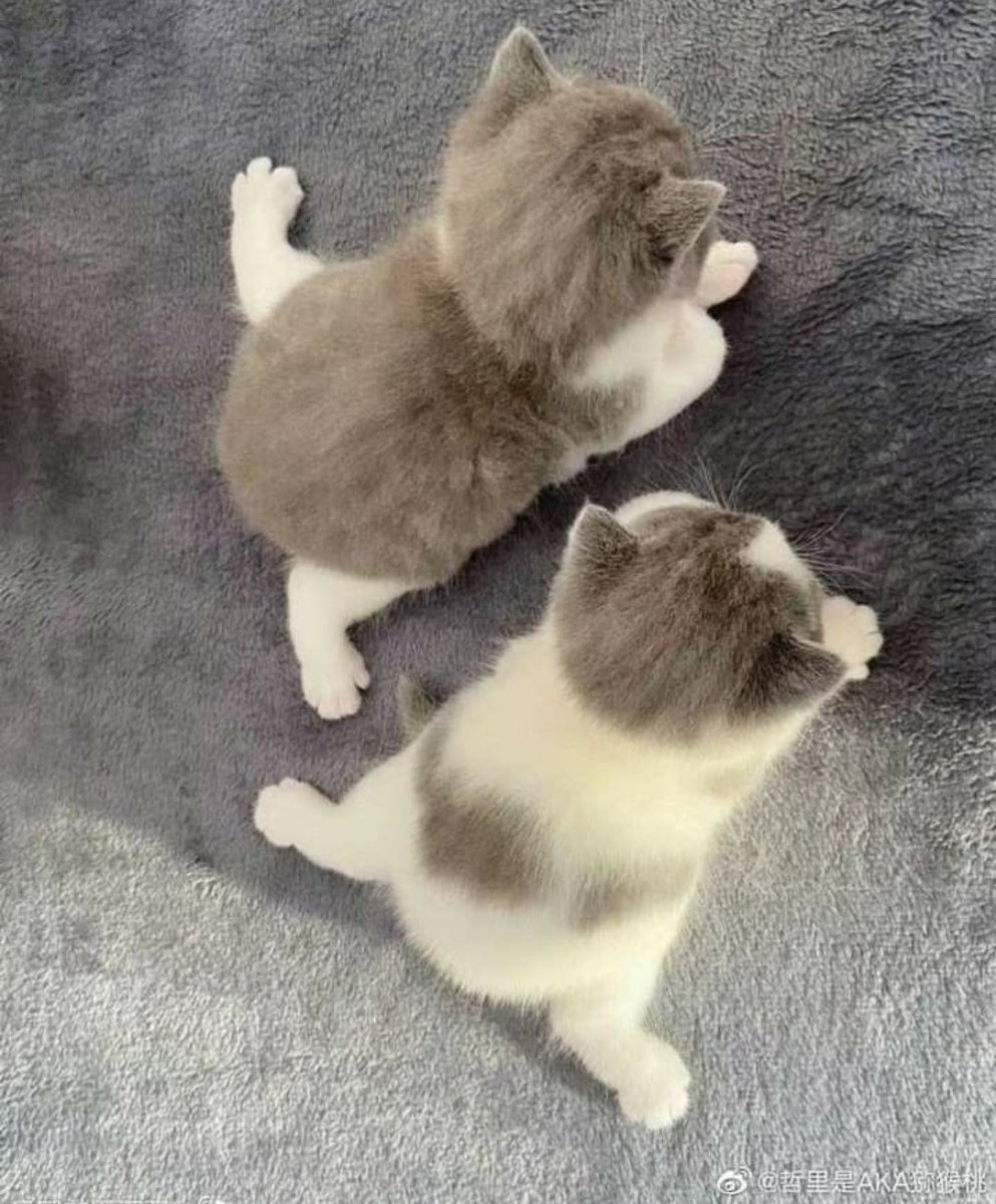 Catsillyness's tweet image. 