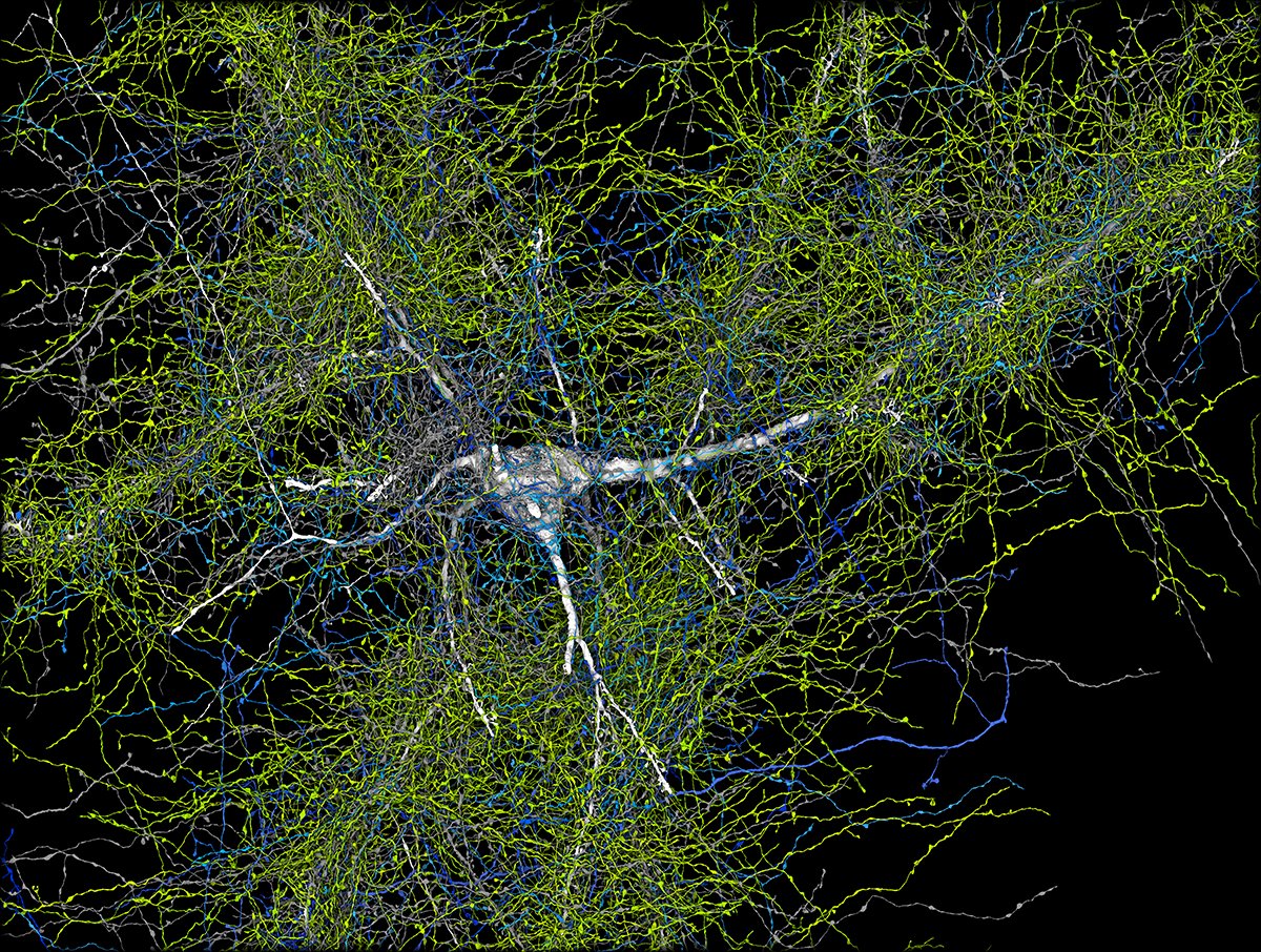 MarioNawfal's tweet photo. 🚨THE MOST DETAILED HUMAN BRAIN MAP REVEALED

Researchers at Google Research & Lichtman Lab have released a 3D map detailing nearly every neuron in a small brain fragment, offering unprecedented insight into its complex structure. 

This map explores a cubic millimeter of human brain tissue, visualizing neurons, synapses, and glial cells to assist in understanding neurological health and disease.

The data, capturing 16,000 neurons and 150 million synapses, represents a major step in neuroscience, revealing unique structures like axon whorls and strong synaptic connections. 

This connectome could revolutionize our approach to brain-related disorders and deepen our knowledge of brain function.

Source: Popular Science