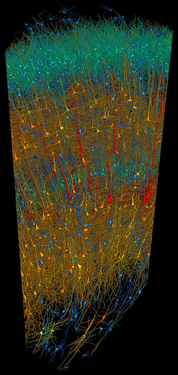 🚨THE MOST DETAILED HUMAN BRAIN MAP REVEALED

Researchers at Google Research &amp; Lichtman Lab have released a 3D map detailing nearly every neuron in a small brain fragment, offering unprecedented insight into its complex structure. 

This map explores a cubic millimeter of human