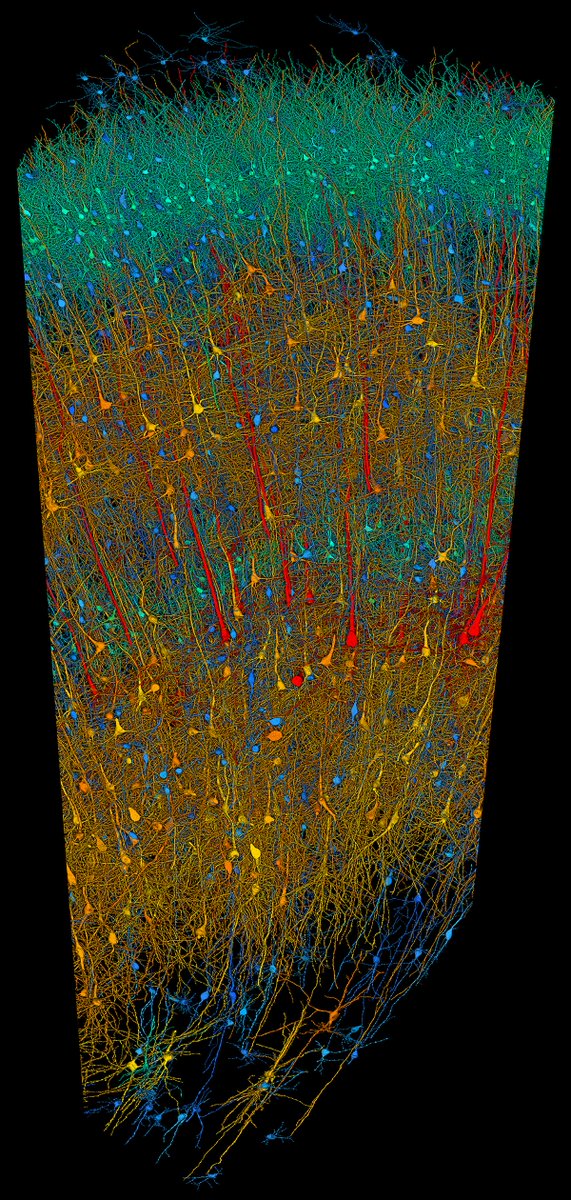 🚨THE MOST DETAILED HUMAN BRAIN MAP REVEALED Researchers at Google Research & Lichtman Lab have released a 3D map detailing nearly every neuron in a small brain fragment, offering unprecedented insight into its complex structure. This map explores a cubic millimeter of human
