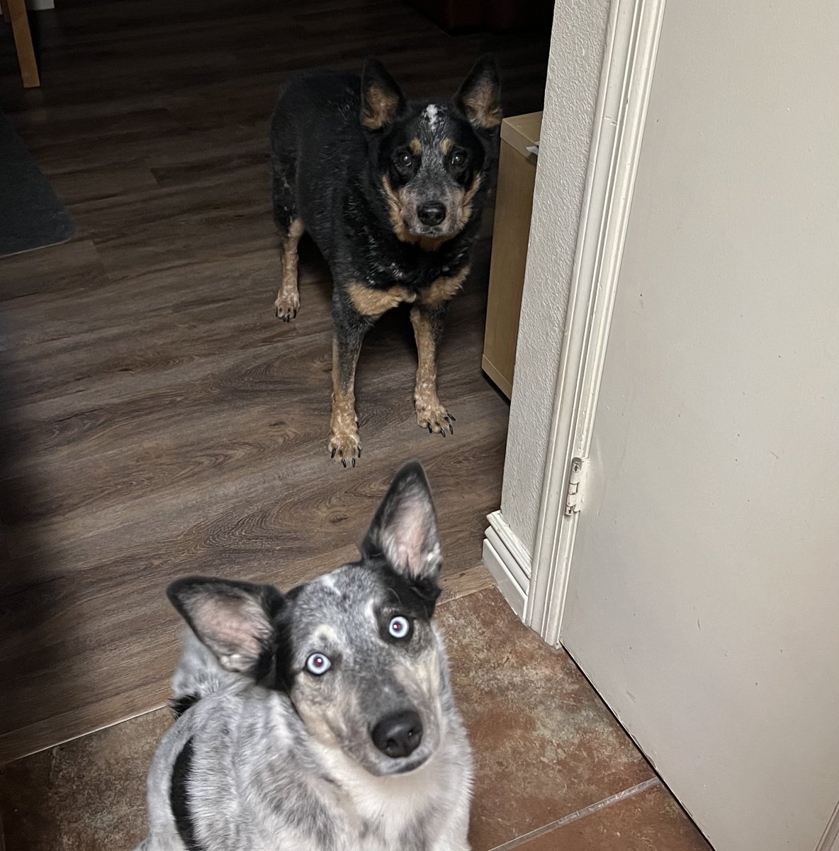 When I stand near the refrigerator. 🤣
#Heelers