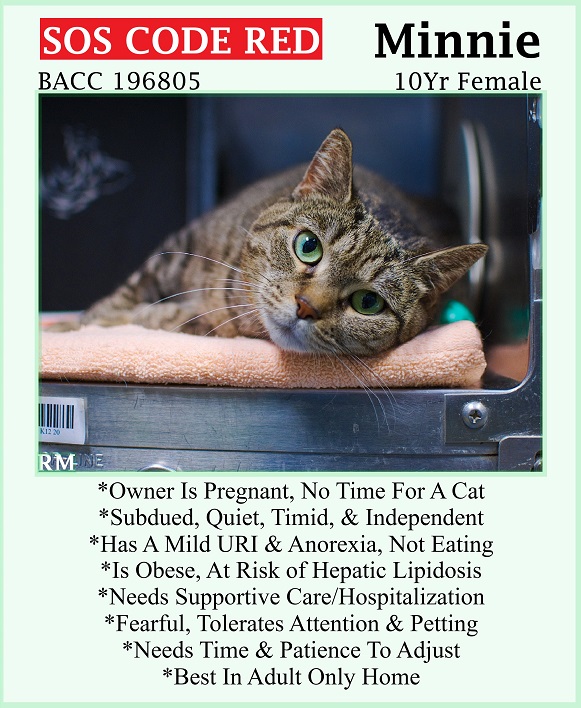 🆘CODE RED🆘2ND CHANCE TBD TUE 5/14/24🆘PLEDGES NEEDED🆘 💘FEARFUL 10YO #SENIOR BROWN #TABBY KITTY 'MINNIE'💘 😿💔DUMPED 4 NO TIME, HAS A URI & NOT EATING 🚨STILL NEEDS #ADOPTION #RESCUE #FOSTER🚨 ⏩196805 facebook.com/photo/?fbid=84… 🙏🏾#ADOPT #PLEDGE #AdoptDontShop #BROOKLYN #NYCACC