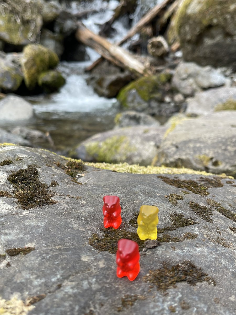 OK, hear me out. Coffee table book, “Bears of Alaska,” but nothing but pictures of Gummi Bears from my wanders. Ursus fructose Bavarianus: Their Habitat, Biology, Ecology, and Behavioral Characteristics. Sure to become required reading mammalogy class in biologist school. 😉🤣
