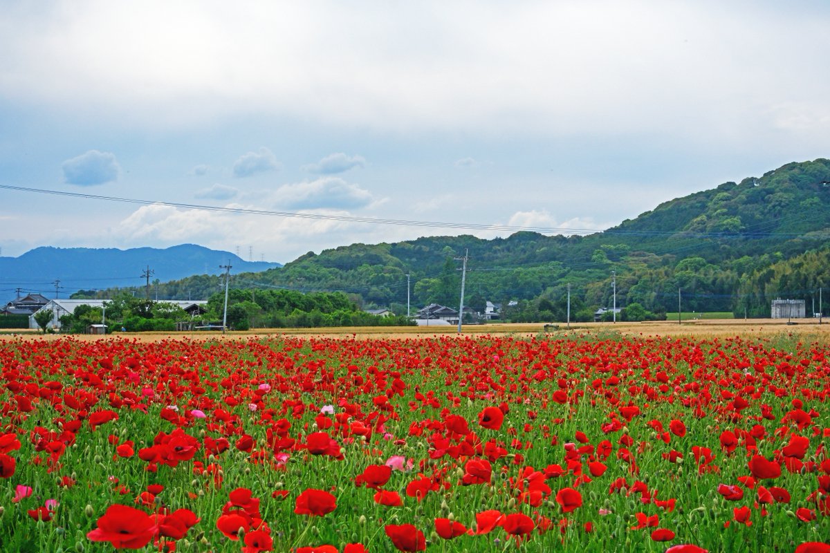 福岡県朝倉郡　ポピー

#ポピー
#花写真 #花写 #花が好き
#花 #flower #花好きな人と繋がりたい #梅 
#写真好きな人と繋がりたい
#写真撮ってる人と繋がりたい
#ファインダー越しの私の世界
#写真の奏でる私の世界
#写真で伝えたい私の世界
#Japanese
#photography
#FUJIFILM #XT5