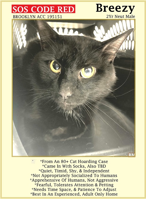 🆘CODE RED🆘2ND CHANCE TBD TUE 5/14/24🆘PLEDGES NEEDED🆘 💓FEARFUL 2YO BLACK KITTY 'BREEZY'💓 😿💔FROM AN 80+ CAT HOARDING CASE, NOT THRIVING IN SHELTER 🚨NEEDS #ADOPTION #RESCUE #FOSTER ASAP🚨 ▶19515 facebook.com/photo/?fbid=81… 🙏🏽#ADOPT #PLEDGE #AdoptDontShop #BROOKLYN #NYCACC #CAT