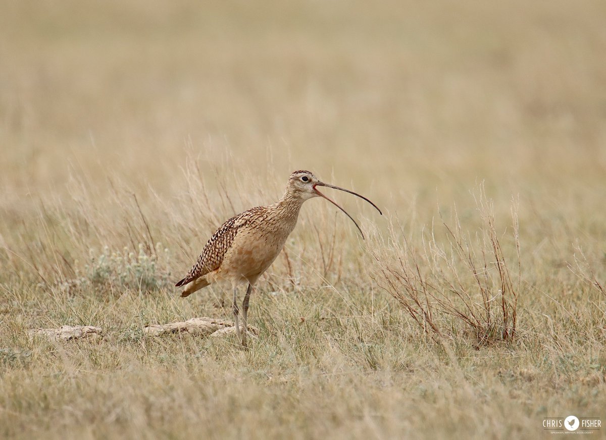 Long-billed Curlew are big and loud. They make sure that we know that life had returned to our native grasslands.