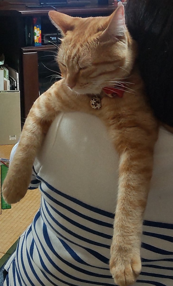 おはようございます！
このひと時が、たまらないっす🐱

妻の肩に抱かれる、立て抱っこ大好きだった あんずさん ！

#ねこ #猫 #猫好き #猫のいる暮らし