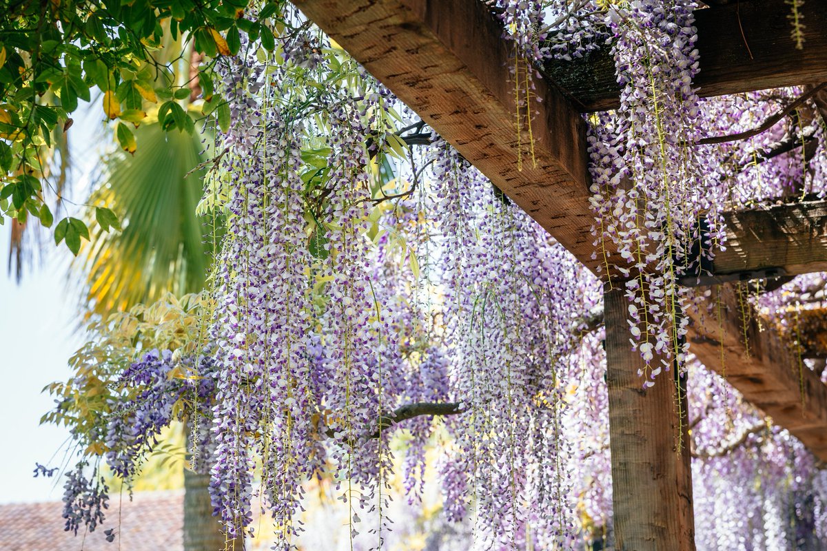 To the moms, grandmothers, stepmothers, aunts, godmothers, big sisters, foster mothers, mentors and anyone else who has loved a Santa Clara Bronco with a mother's heart: Happy Mother’s Day. Enjoy the wisteria! 

#SCUbeauty #JesuitEducated
