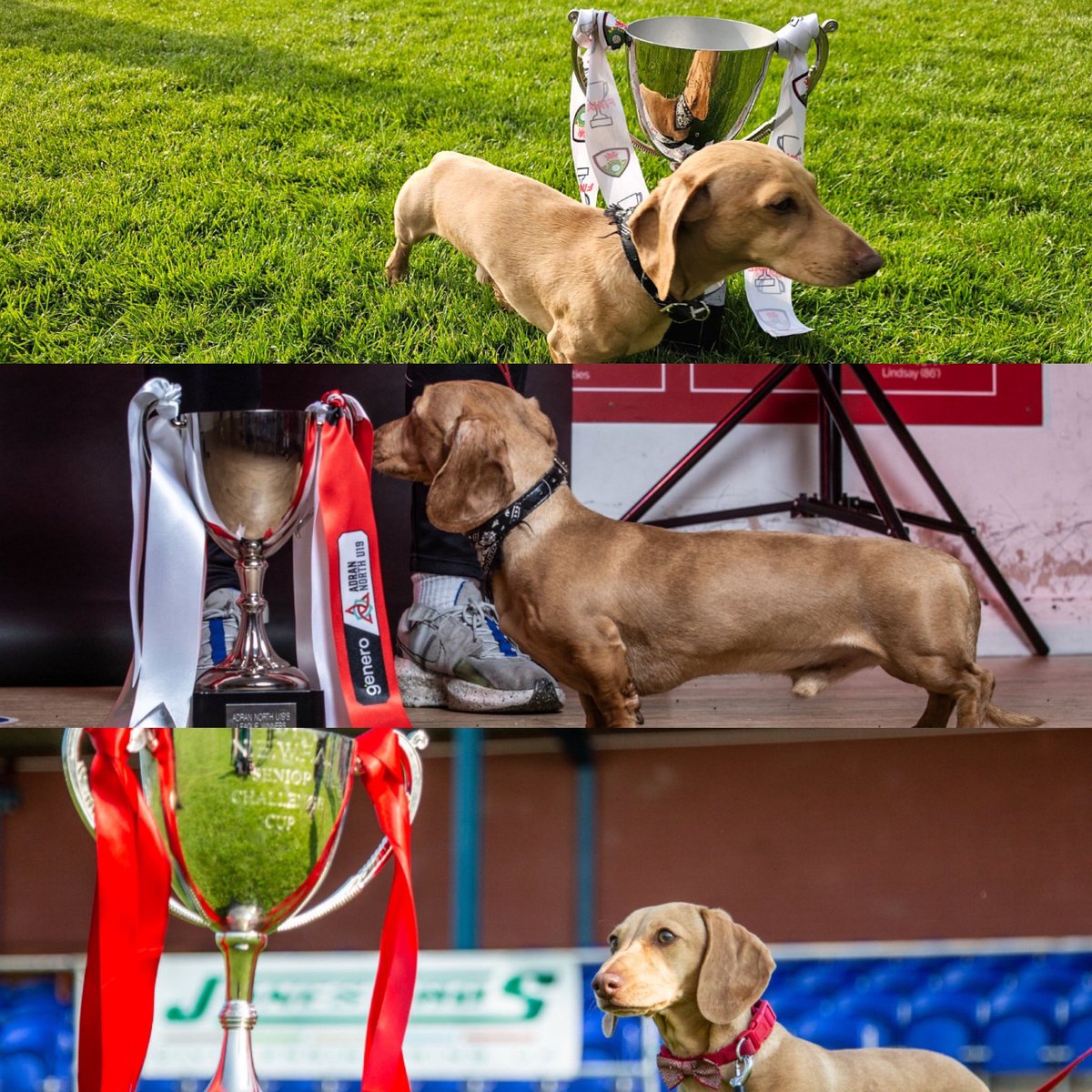 🏆🏆🏆 Another trophy added to the tally for this one!🐶 #NEWFACup #NomadsNeverDie