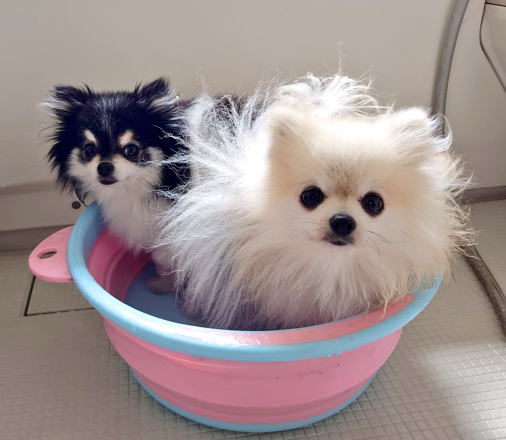 もふもふ風呂♨
#ポメラニアン #pomeranian #こまてま #犬のいる生活