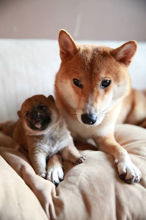 Shib tweet media