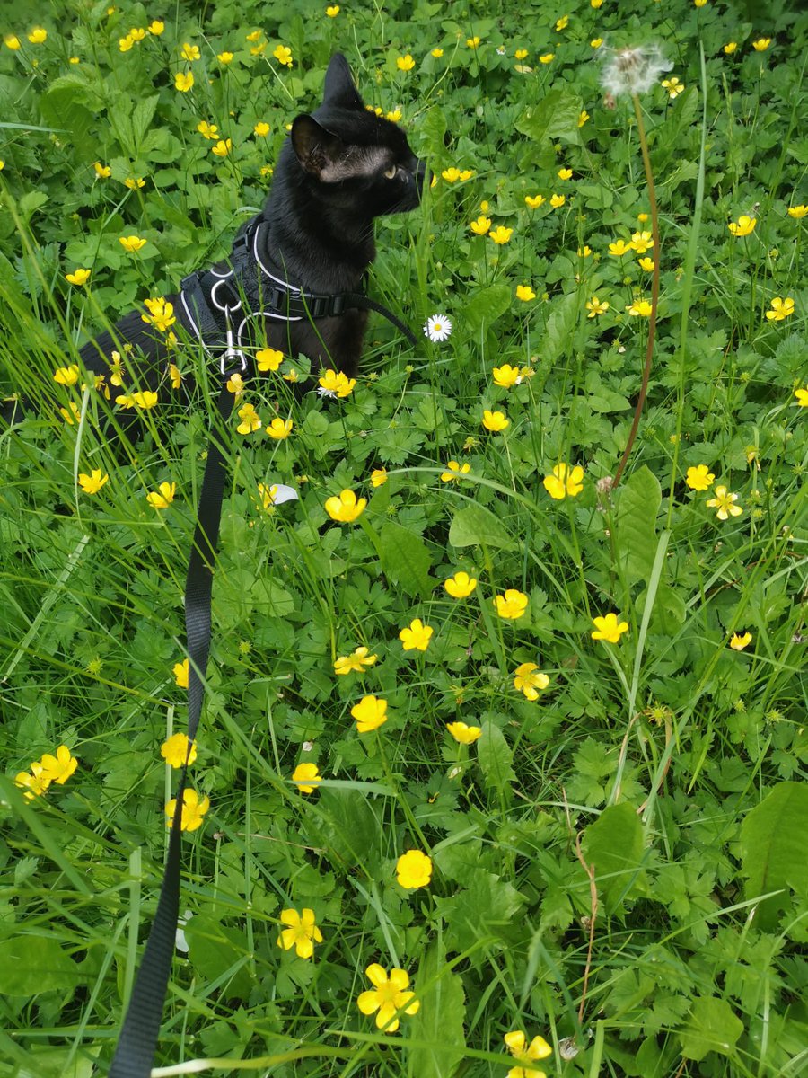 Xein64 (@xein64) on Twitter photo 