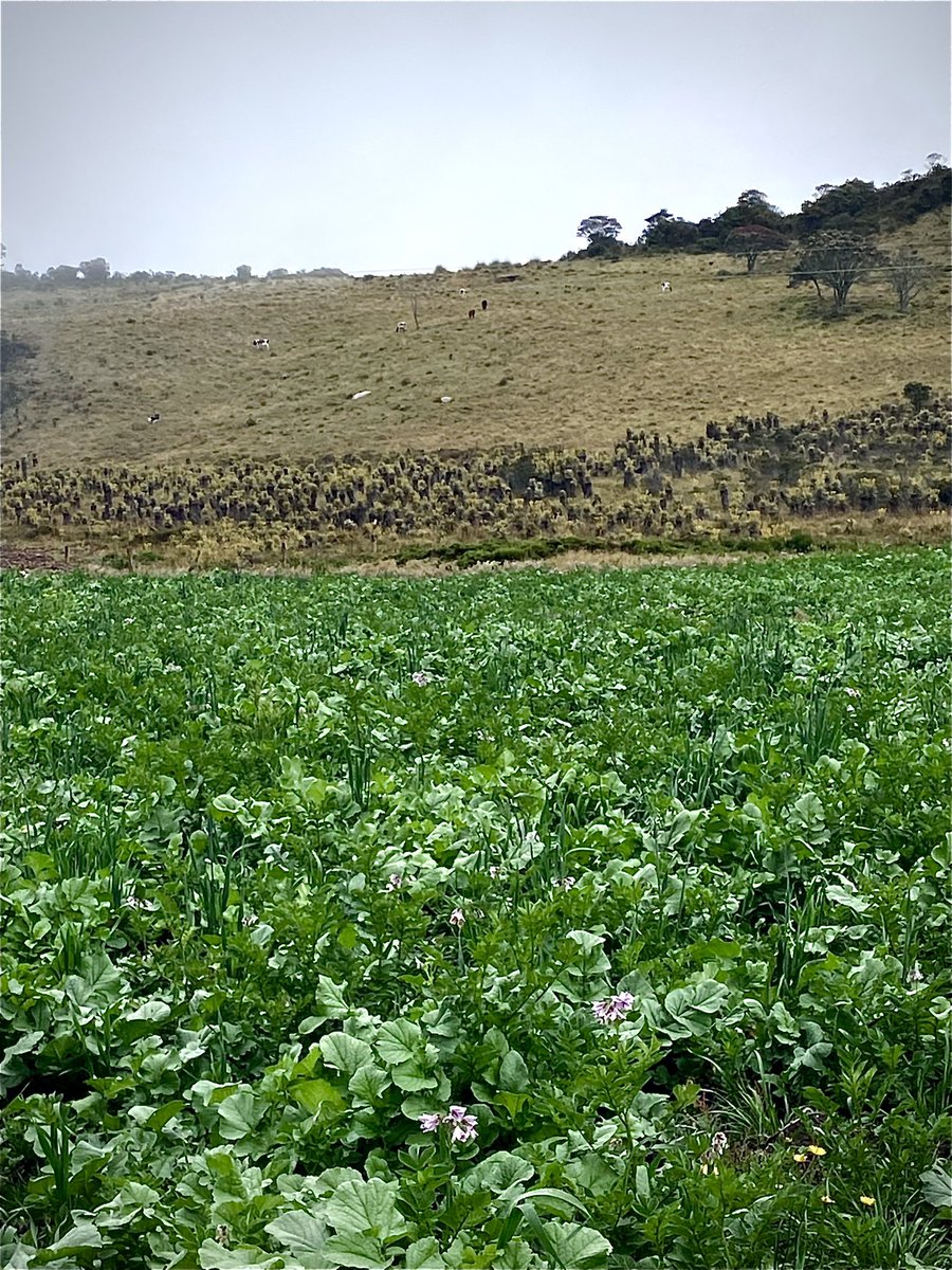 maurobucaro's tweet photo. La preocupante realidad de nuestros paramos: el avance sin remordimientos y menos control, de las fronteras agrícolas.
Primer plano en cultivos de papa.
Al centro una pequeña franja de Frailejones.
Atrás: tierras en preparación para siembra.
Páramo de La Rusia https://t.co/Wkq6BSKplY