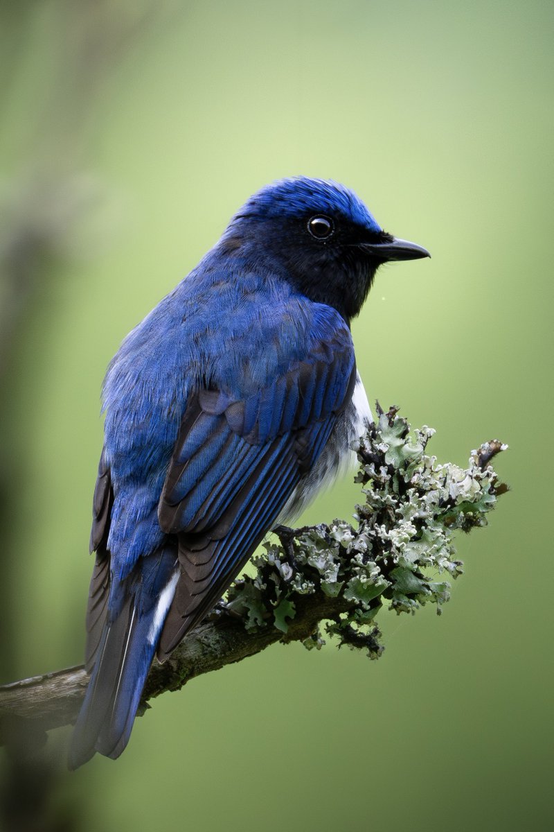 大雨の朝はオオルリで気持ちを朗らかに…

#オオルリ #日本三鳴鳥