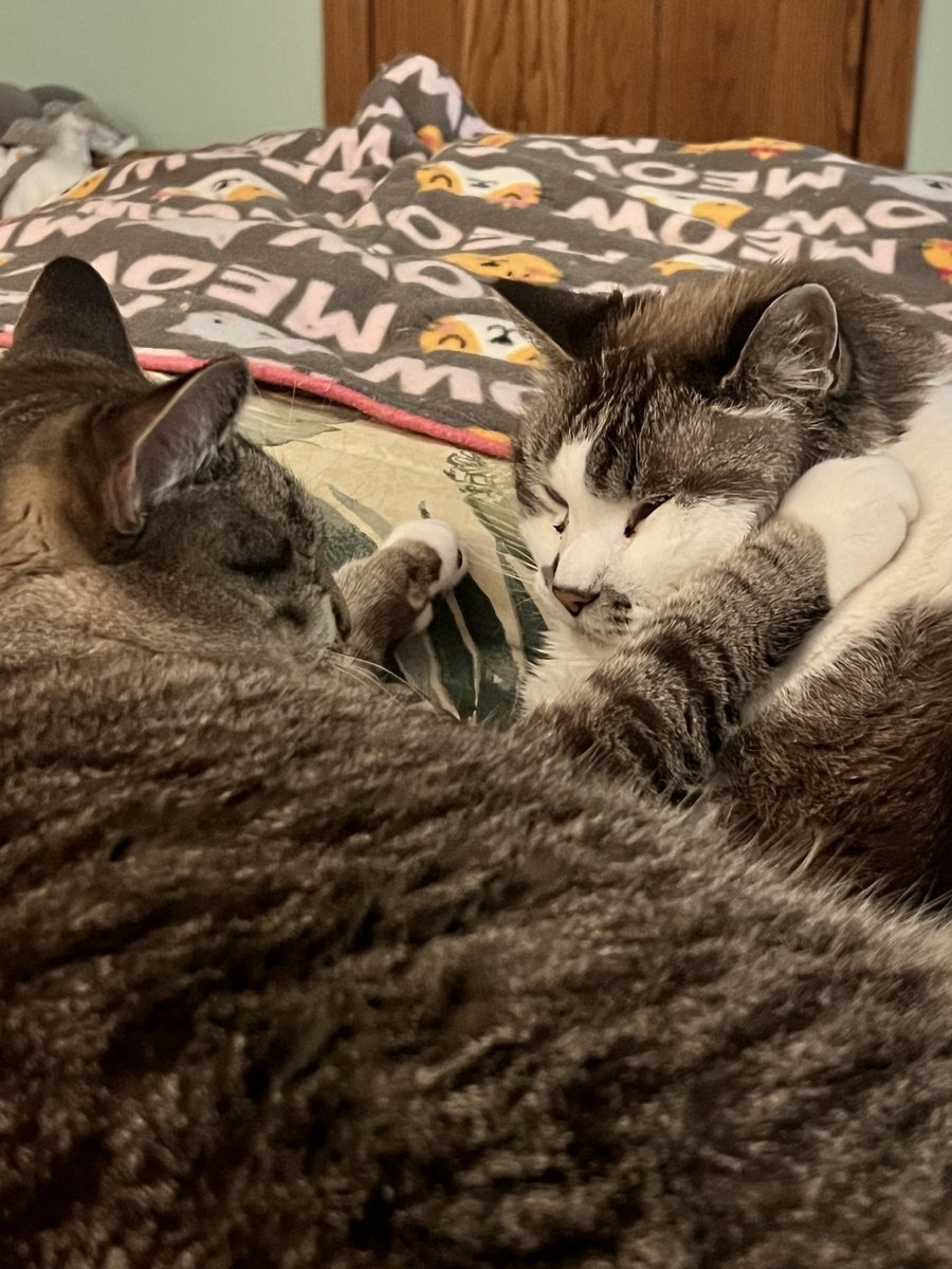 ItsMeDeaner's tweet photo. Take your paws off me 😑 https://t.co/N6ihaxh2u8
