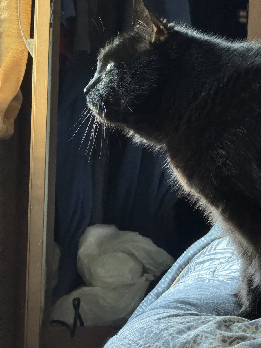 Dad I love the cat TV here at the trailer it’s great. The birdies are fantastic. ~ Daxy