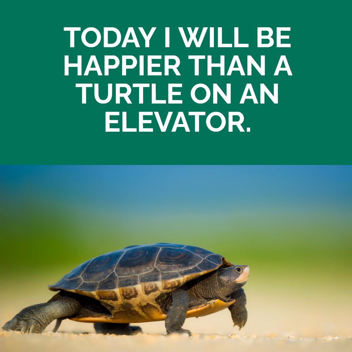 Happier than ever! 🐢😋

#turtlesofinstagram #turtlepower #happierthanever #happy #happyhour #happierme #funnyrealtor
 #chadwickknight #realtor #realestate #floridarealtor #floridarealestate #mvprealty #realestateadvisor #homesforsale #property #forsale #newhome