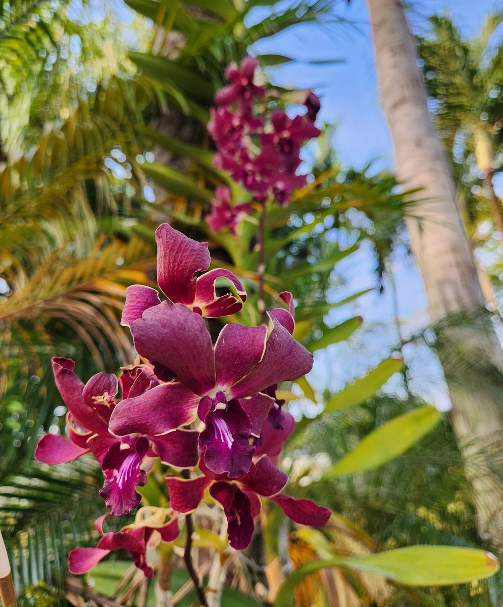 BMcNoldy's tweet photo. Some of the bloomers this weekend...
#orchids #Miami #Zone11a https://t.co/E3VI5XqM00