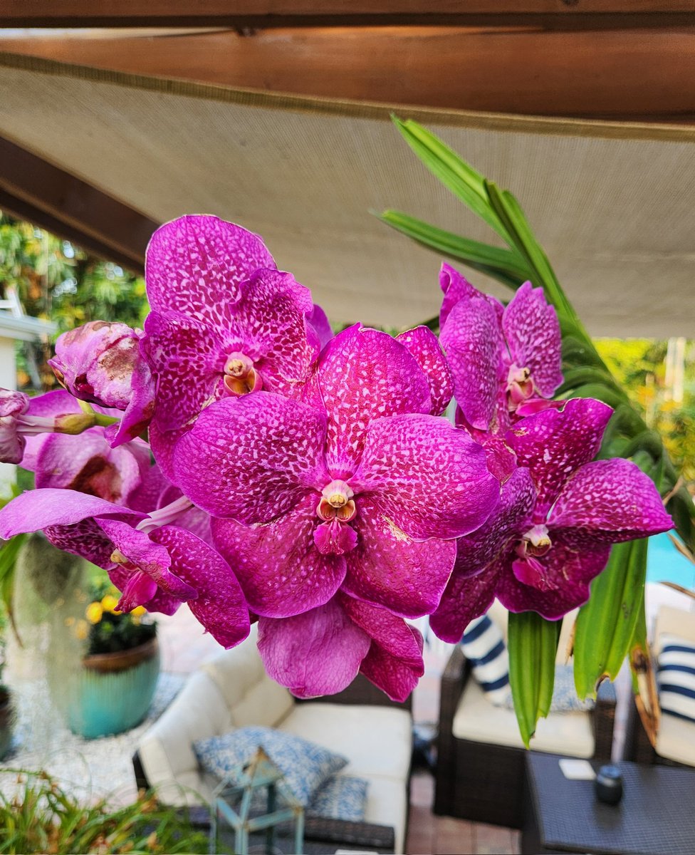 BMcNoldy's tweet photo. Some of the bloomers this weekend...
#orchids #Miami #Zone11a https://t.co/E3VI5XqM00